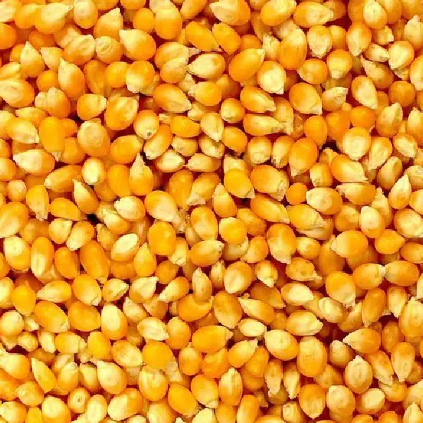 Maize